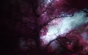 trees, forest, landscape