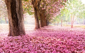 trees, sakura, spring, flowers, nature