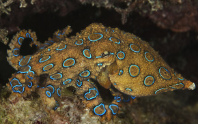 sea, nature, animals, water