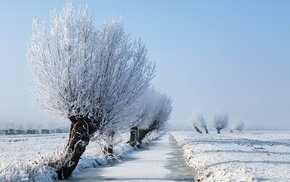 snow, trees