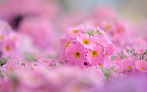 spring, pink, background, flowers, photo