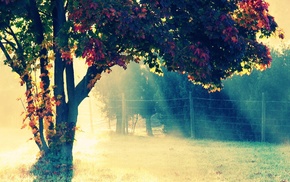 fence, trees, nature