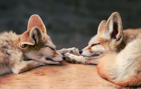 baby animals, animals, fox, sleeping