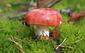 mushroom, nature, moss, macro, photo