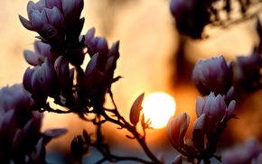 sunset, Sun, flowers, spring