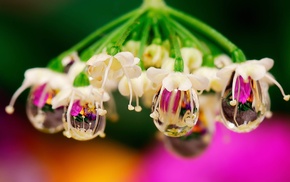 macro, flower, water, drops