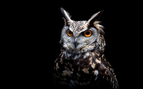 owl, birds, black background, orange eyes