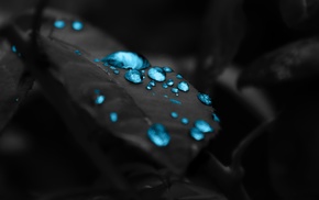 leaves, blue, water drops