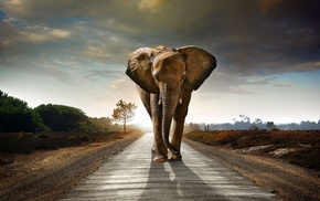 elephants, road