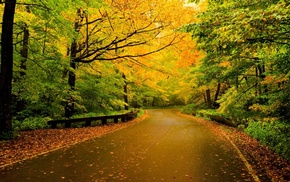 nature, trees, road