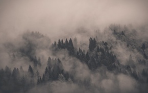 mist, dark, trees
