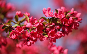 red, spring, branch, macro, flowers