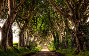 trees, road, nature