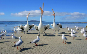 animals, sea, beach, nature, sky