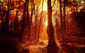 forest