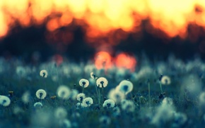 macro