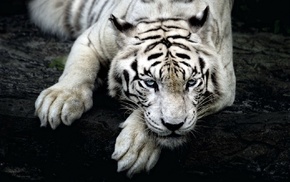 animals, tiger