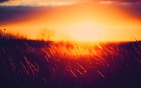 grass, nature, sunset, Golden Hour