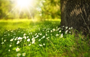 flowers, nature