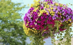 macro, nature, sky, flowers