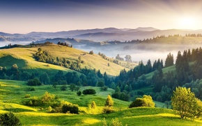 trees, landscape, mist, nature
