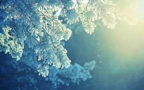 trees, frost, sunlight, snow, cold