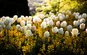 yellow, flowers, spring, nature, white