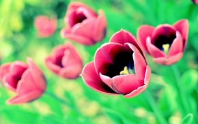 macro, spring, tulips, nature, flowers
