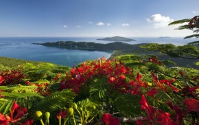 nature, landscape, flowers, sea