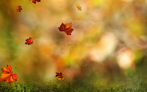 stunner, background, leaves, autumn