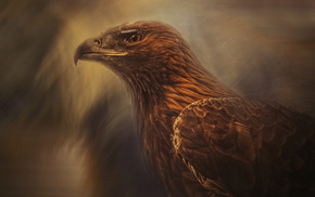 art, eagle, stunner, bird, predator
