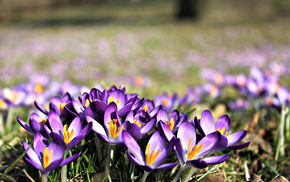 flowers, nature, macro