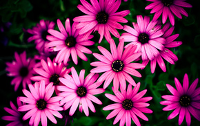 pink, nature, macro, flowers