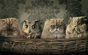 animals, cat, owl