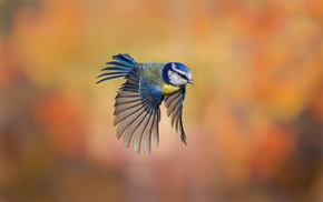 bird, background, stunner, fly