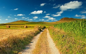 nature, field