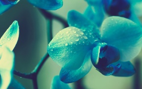 macro, orchids, filter, nature, flowers