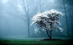 landscape, nature, mist