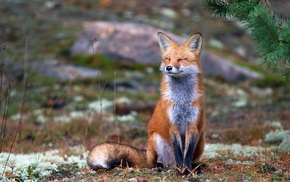 nature, fox, smiling, animals