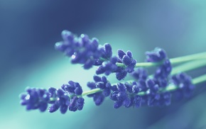 flowers, nature, macro, lavender