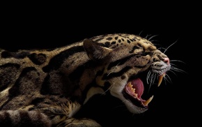 animals, black, jaguars