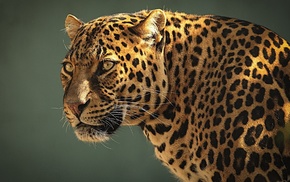 animals, leopard