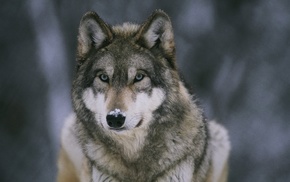snow, animals, wolf