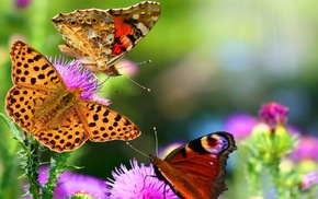 stunner, flowers