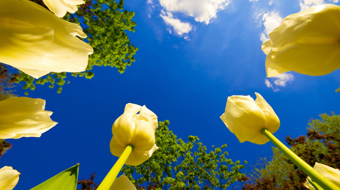 flowers