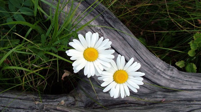 flowers